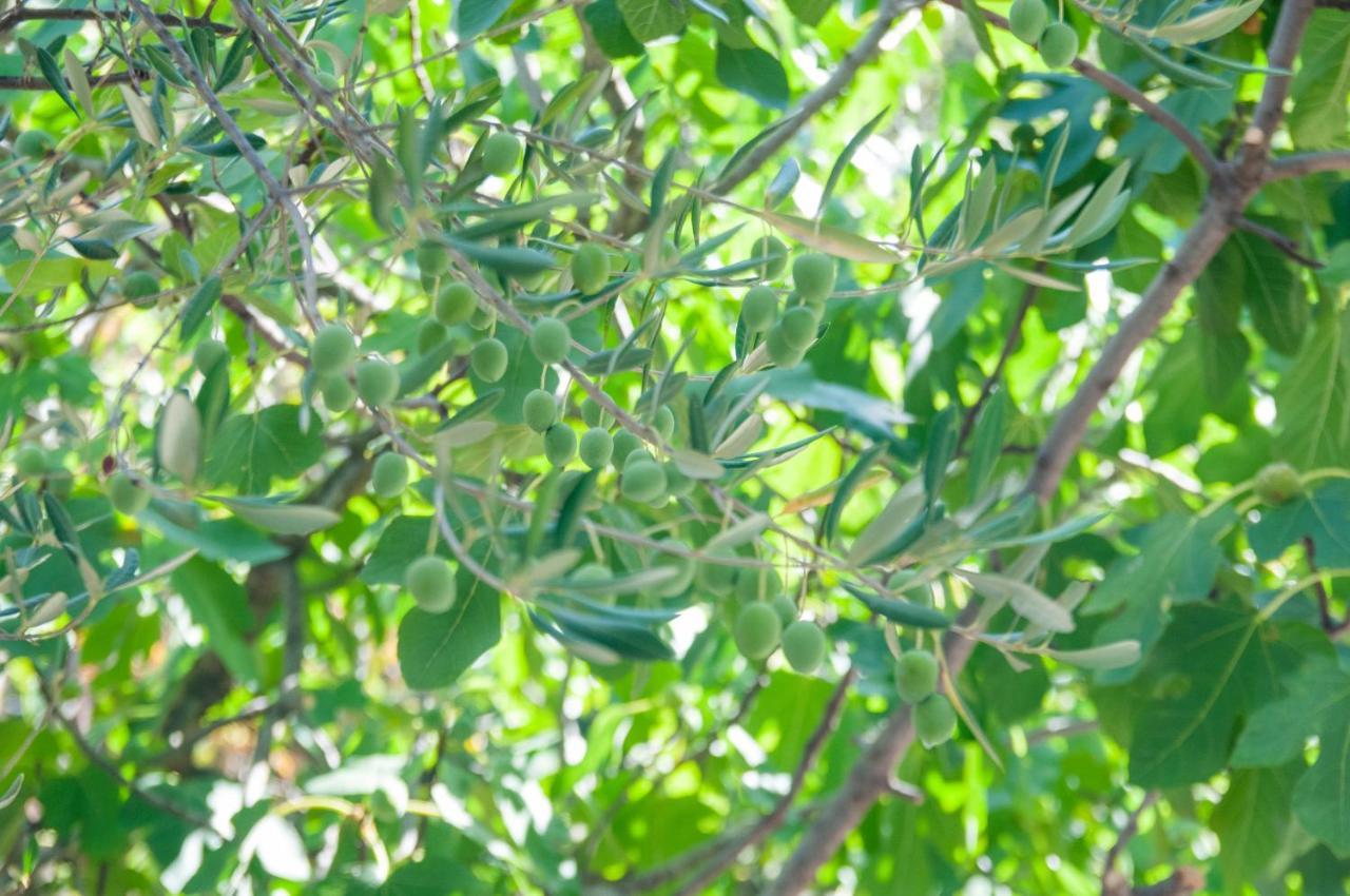 Villa Mia טרוגיר מראה חיצוני תמונה